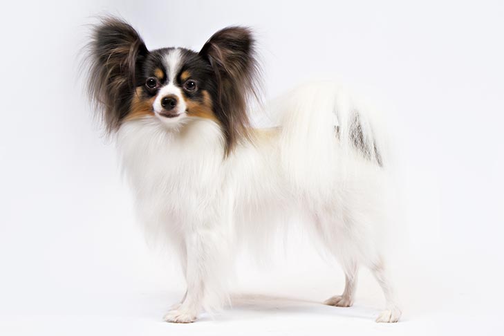تصویر پاپیلون (Papillon)